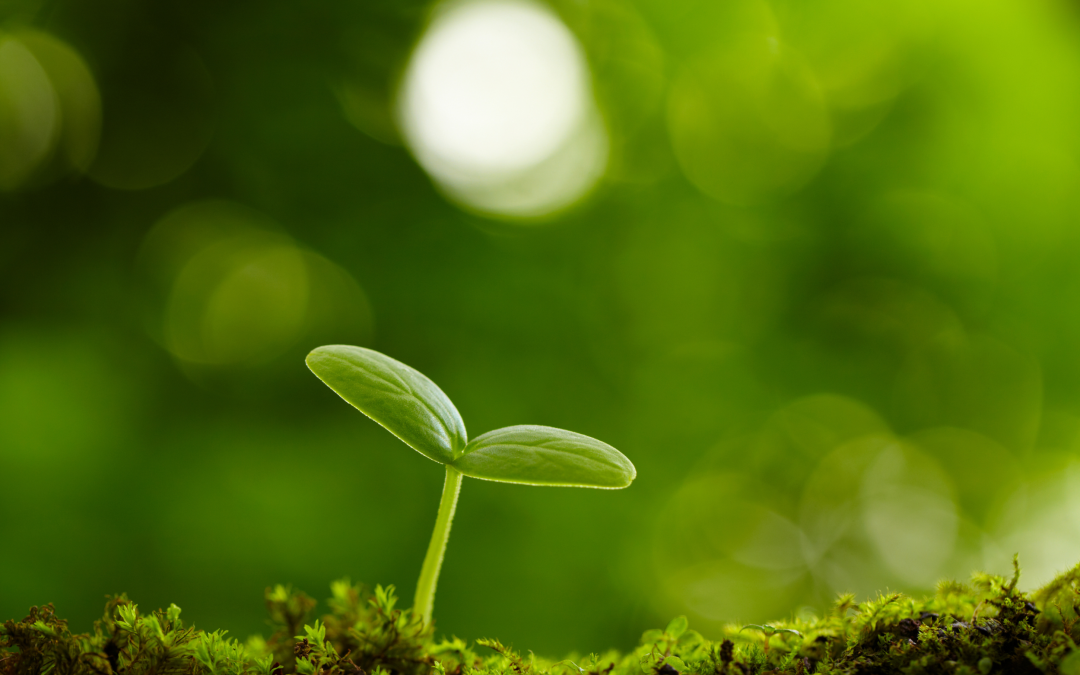 Webinar “I bandi LIFE 2025”