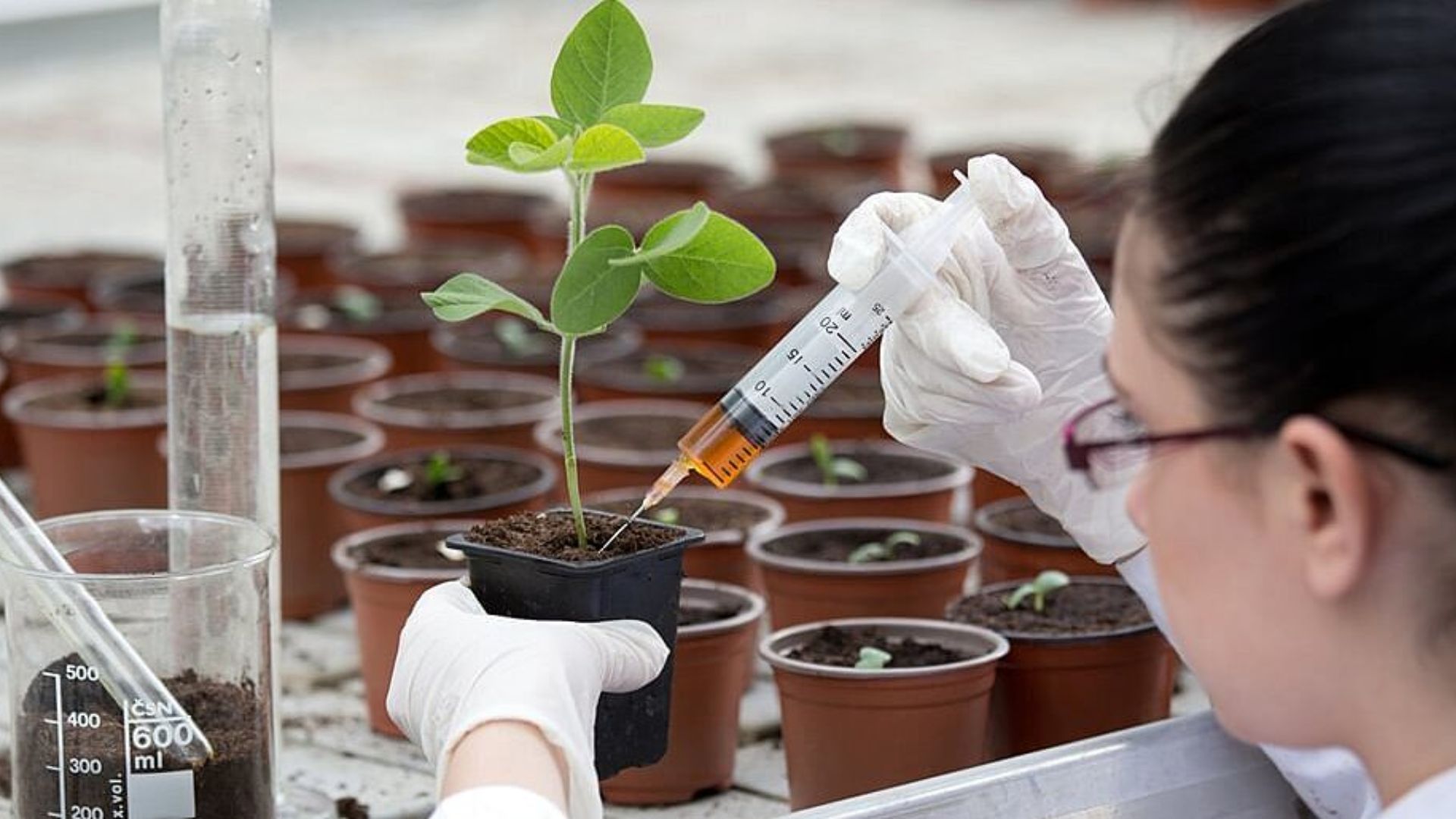 Single Market Programme Agri Food Biotech Scaling Up 2026